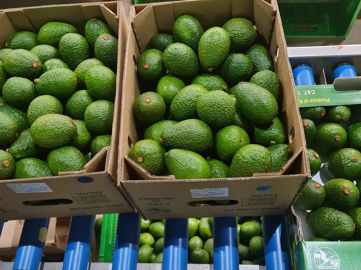 Hass avocados with their stalks on a dark surface